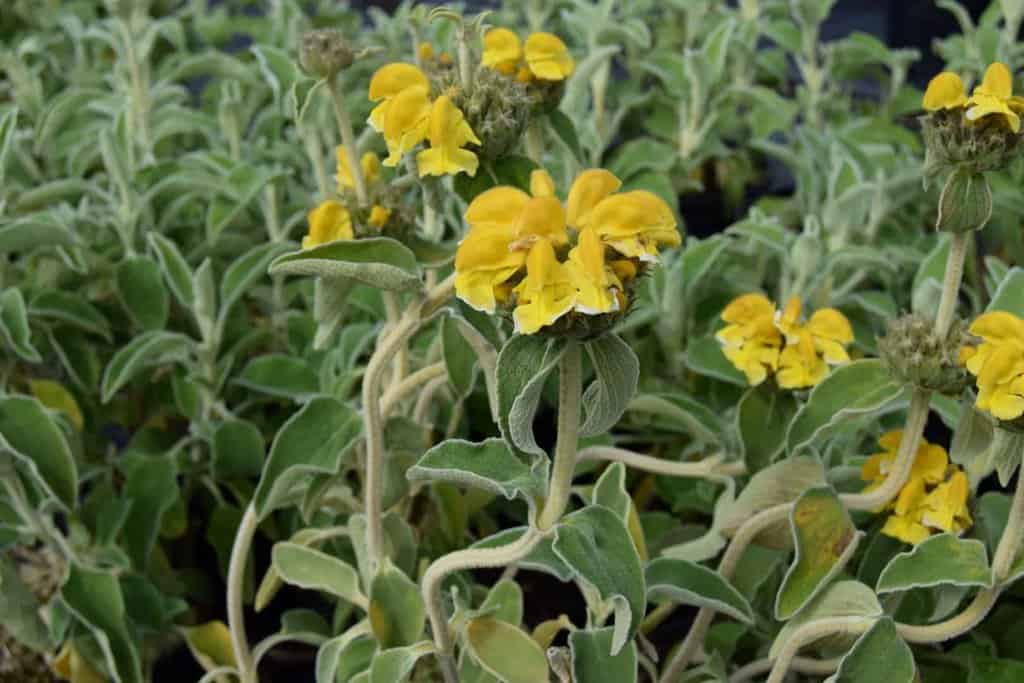 Phlomis fruticosa ---